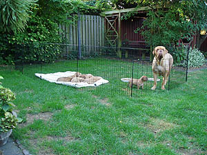Outdoor playpen
